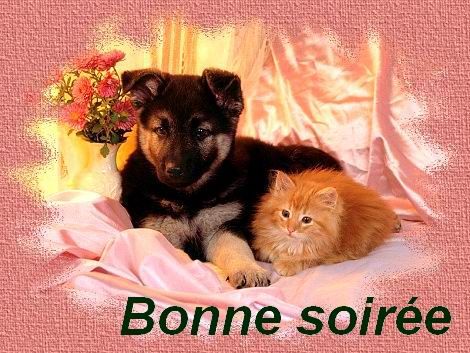 Image result for bonne soiree